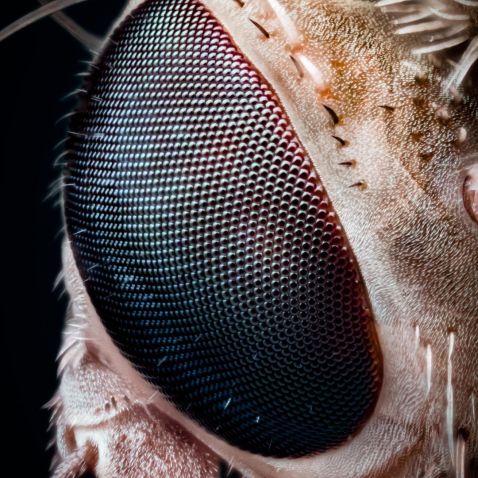 A housefly eye