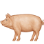 :pig2: