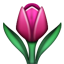 :tulip: