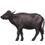 :water_buffalo: